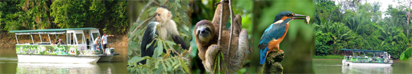 two types of Sloths, 3 species of Monkeys and birds everywhere in Cano Negro